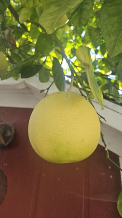 Pomelos.