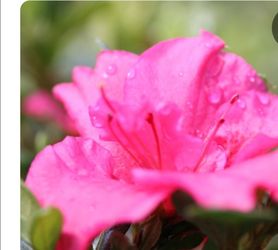 #59 Pink Azalea Plant 5Gal