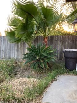 Sago Palm