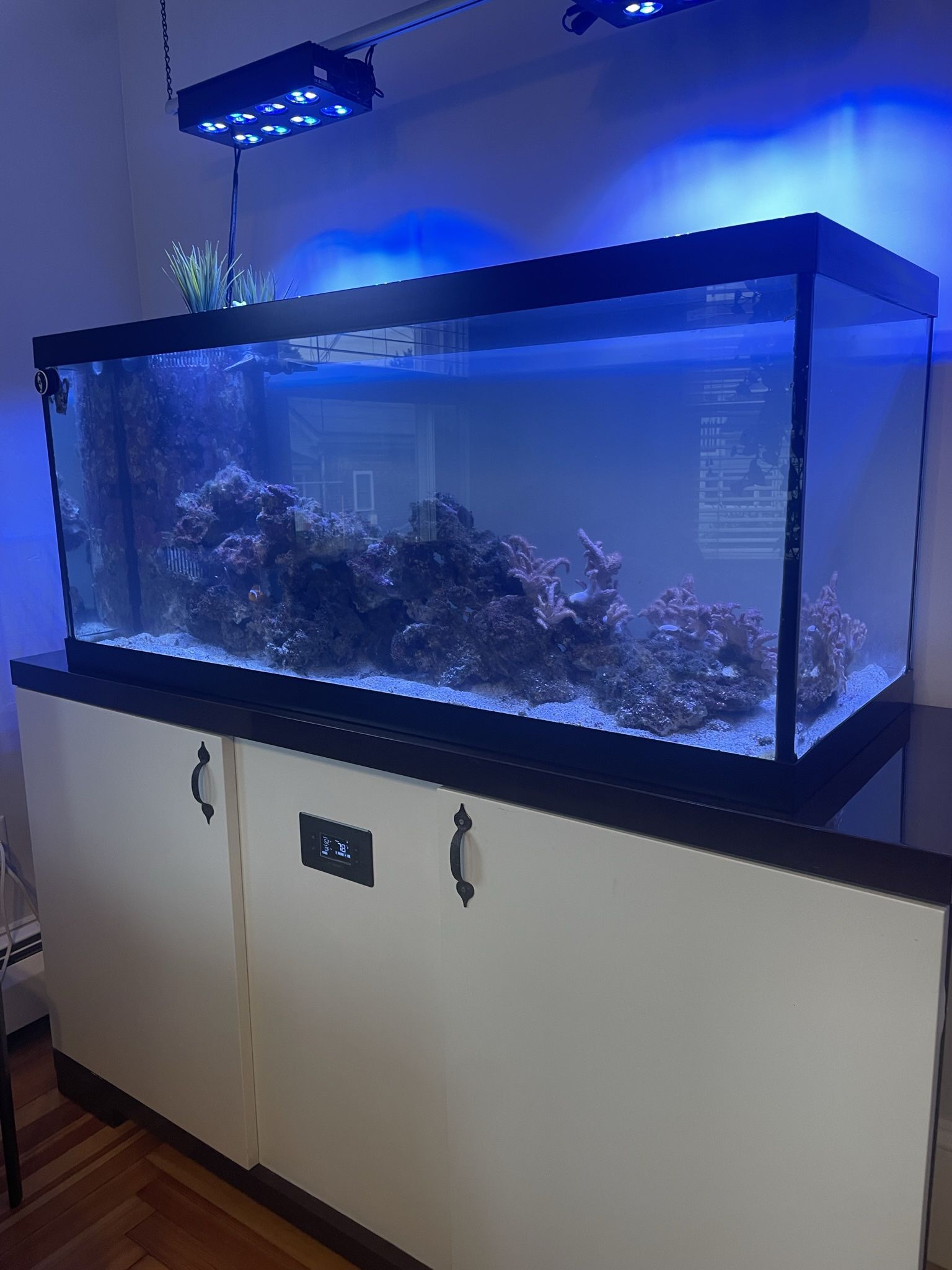 75 Gal Salt Water Aquarium Complete System