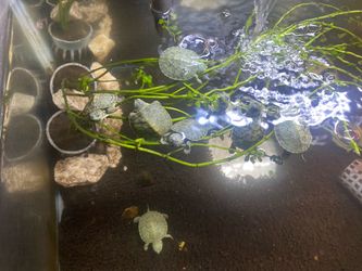 Turtle tank