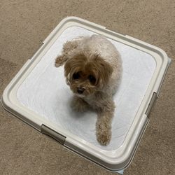 PAWISE Pee Pad Holder - Puppy Training Pad