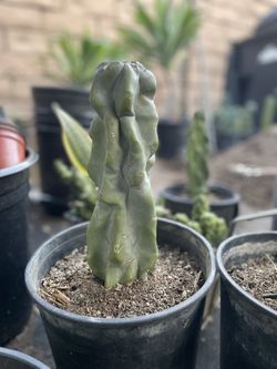 Totem Pole Cactus