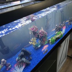 Fish Tank 