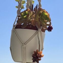 Succulents and holder 