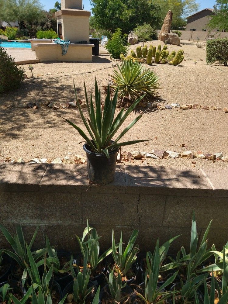 Octopus Agave Plants
