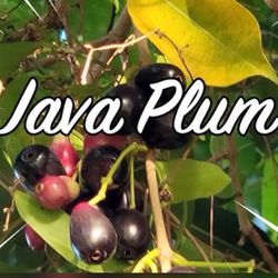 Java Plum Tree 🌳