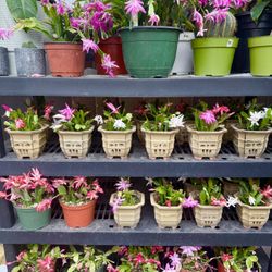 Plants (4”pot with ceramic🎄Holiday cactus $5 each)