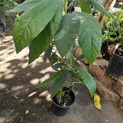 Hass Avocado Plant Tree