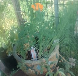 Huge poppy plant in clay pot