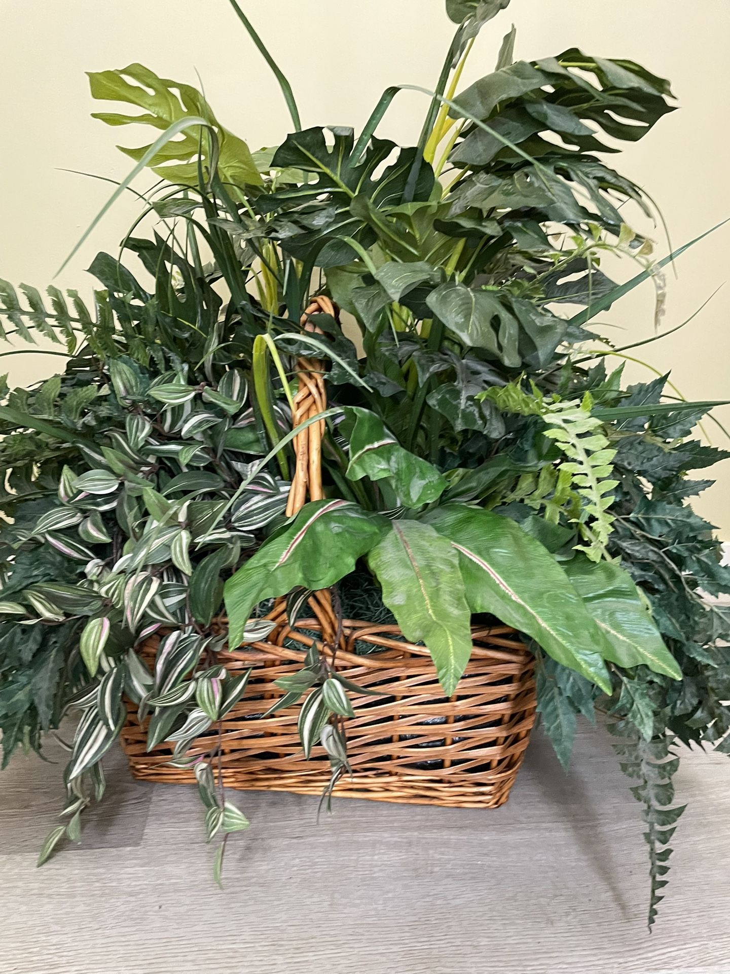 Luxurious Philippine Evergreen 🌲 27 Inches Tall X 25 Inches Wide