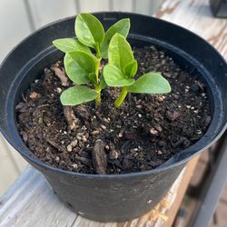 Poi ( Malabar spinach)