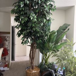 Fake Plant 9 Or 10 Feet Tall 