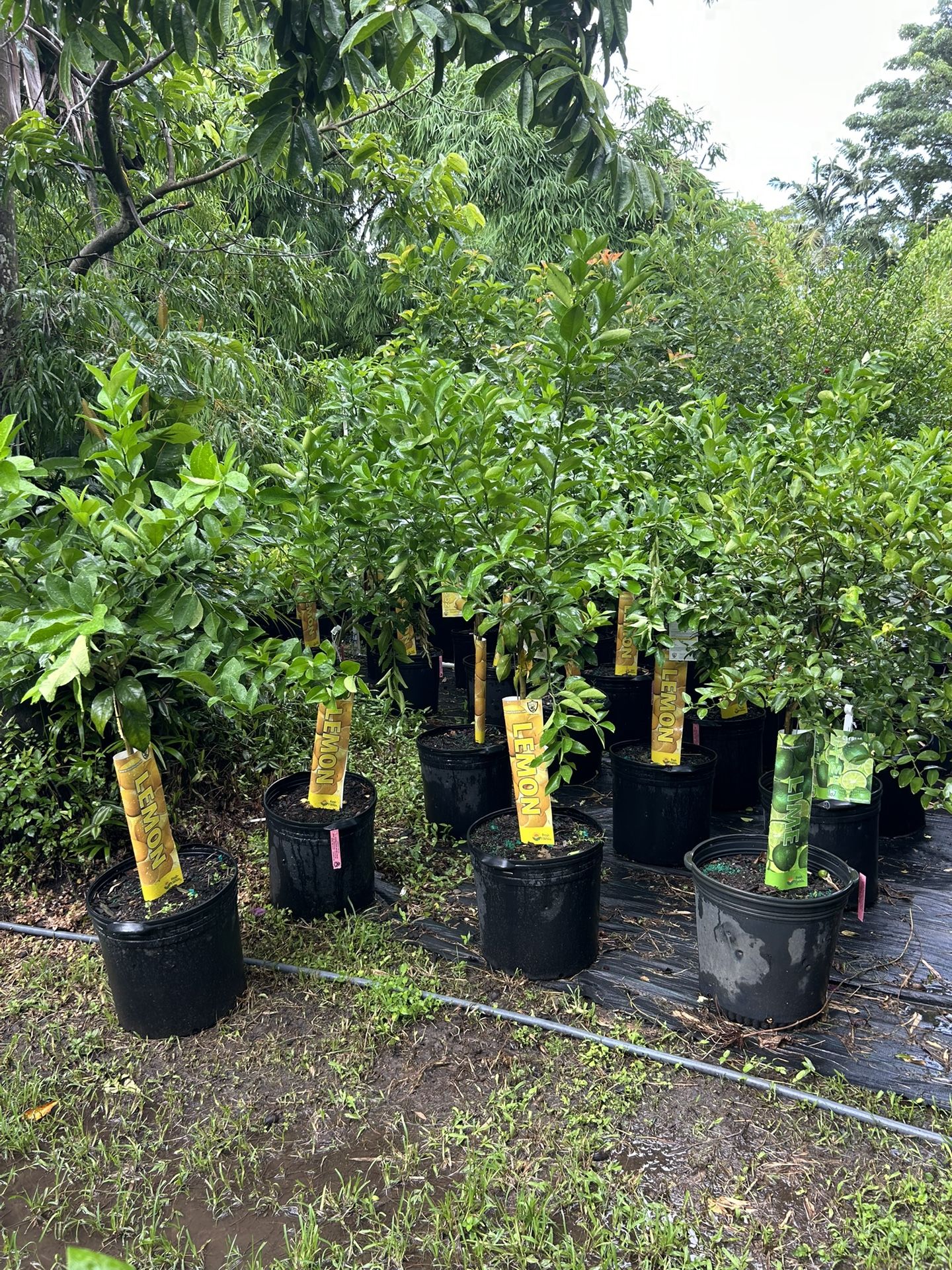 Citruis Trees