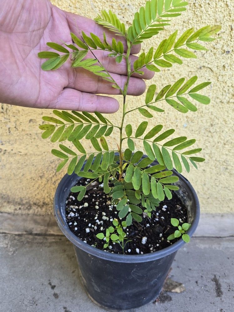 Tamarind Tree