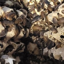 Dubias!! Para Dar Comida A Tus Mascotas 