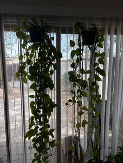 Houseplants (prices in description)