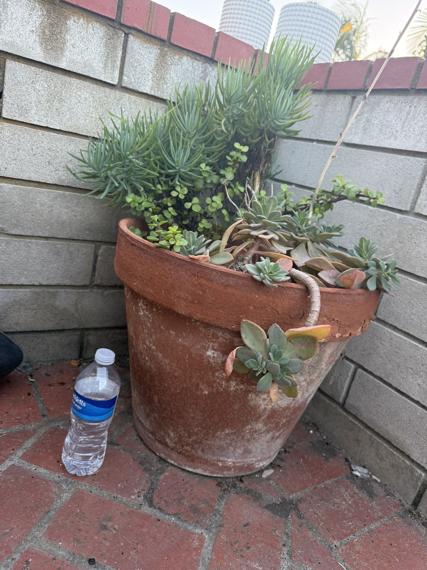 Pot Of Succulent Plants