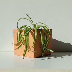 Lush Trendy Variegated Curly Spider Plant Bonnie/ Indoor Plant/ House Plant flower patio garden