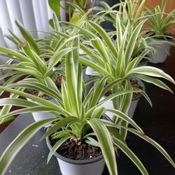 Spider Plants 