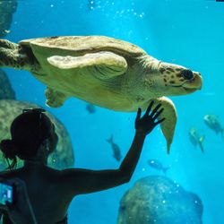 Boletos Sea World 