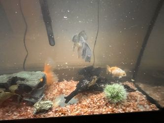 Fish Tank Set Up 