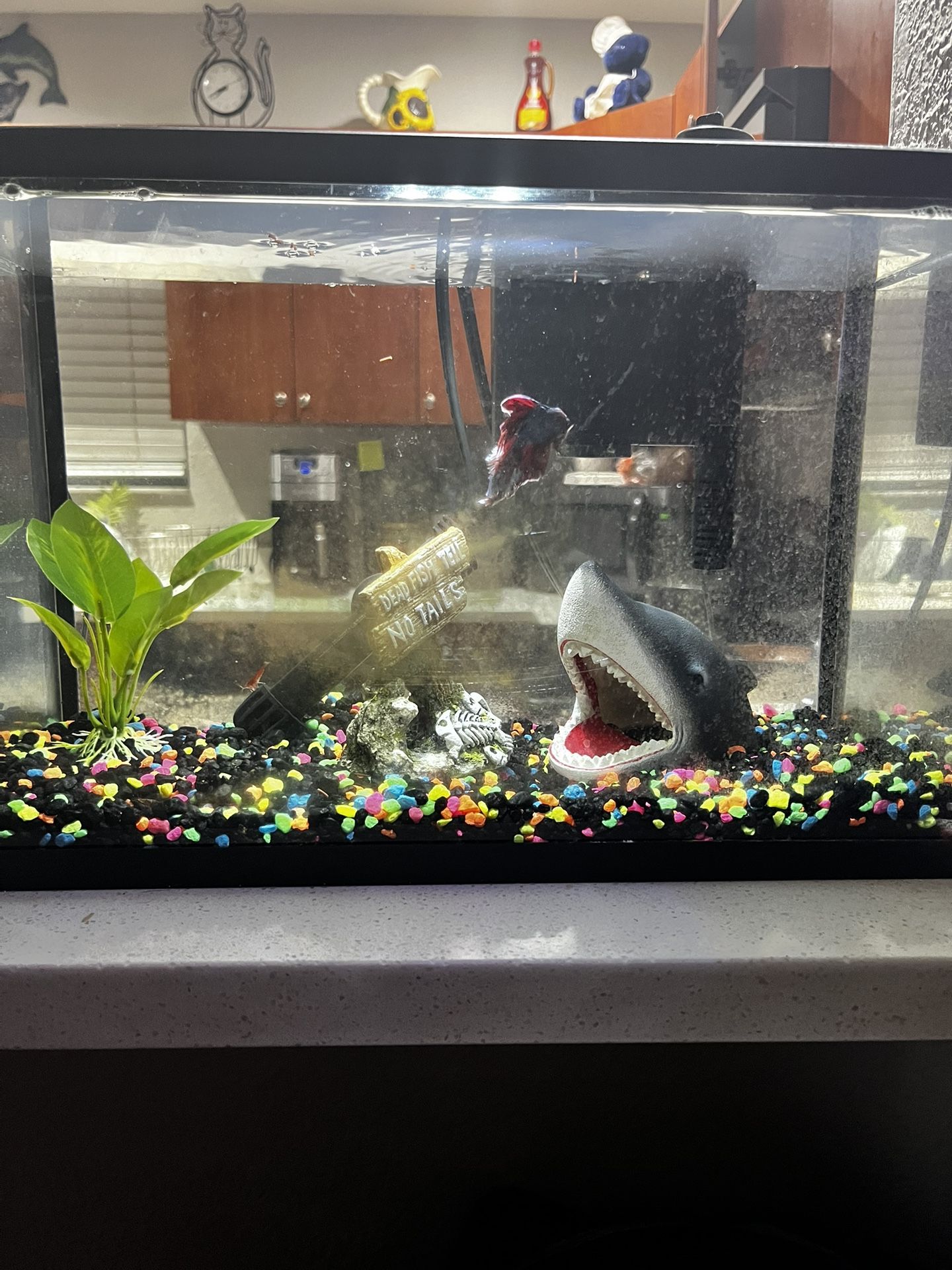 Aquarium/fishtank