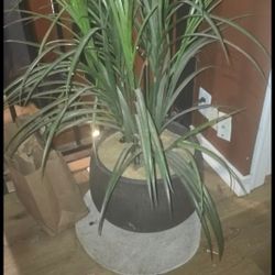 Fake Plant