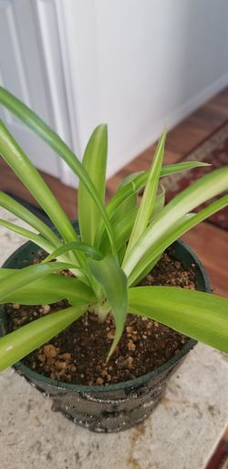 Spider plant