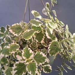 Swedish Ivy