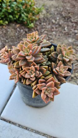 Graptopetalum bronze Succulent Plant (1-Gallon)