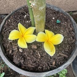 Yellow Plumeria 