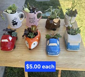 Mini Ceramic Planters with Live Succulents 
