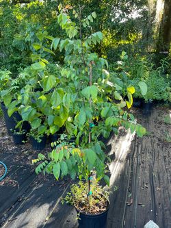 Star fruit trees 5ft tall