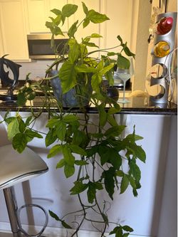 Large plant