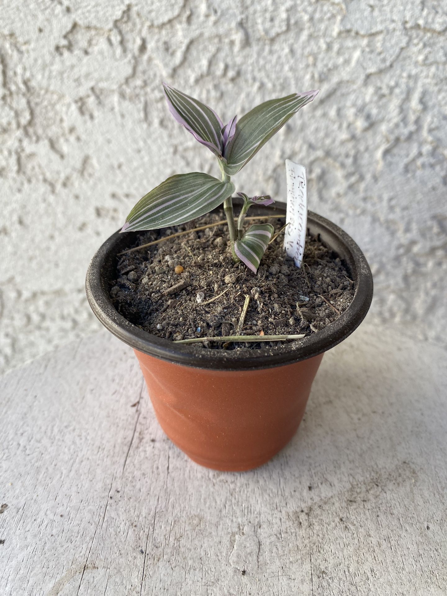 3 Inch Pot Succulent Plant- Tradescantia Fluminensis Lavender Variegata  - Wandering Jew Variegated - Rooted & Established - Drought Resistant - 🪴