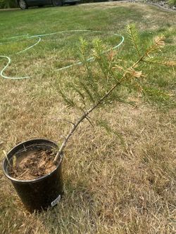 Idaho Evergreen Saplings
