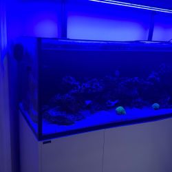 220 Saltwater Aquarium For Sale!!