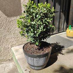 Japanese Boxwood Bonsai Tree