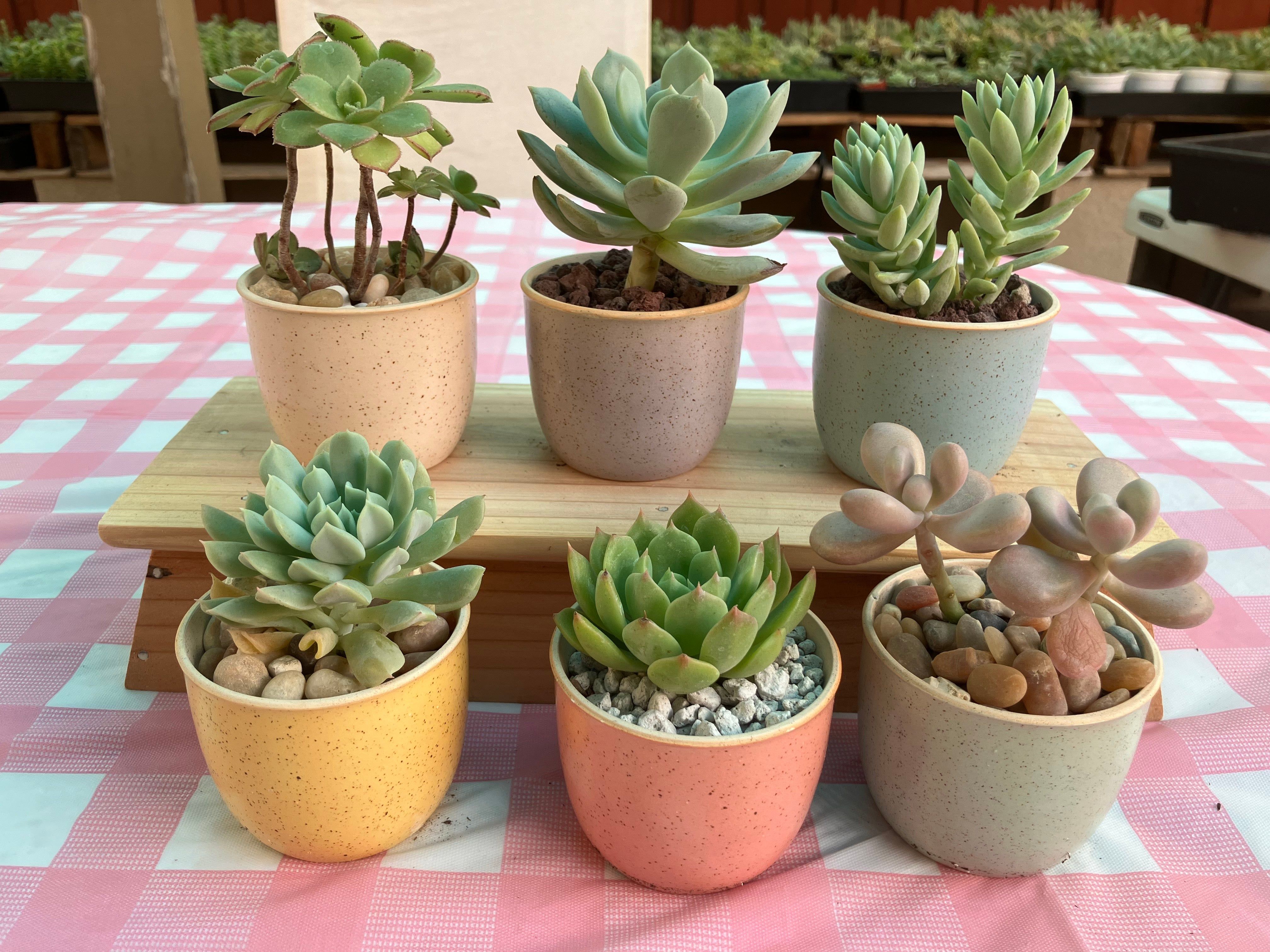6-piece-ceramic-flower-pot-set