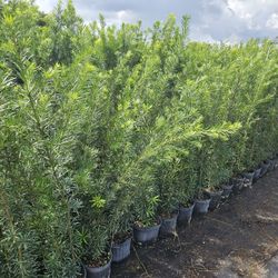 Podocarpus Over 4 Feet Tall Instant Primary Hedge For Fence Green Full