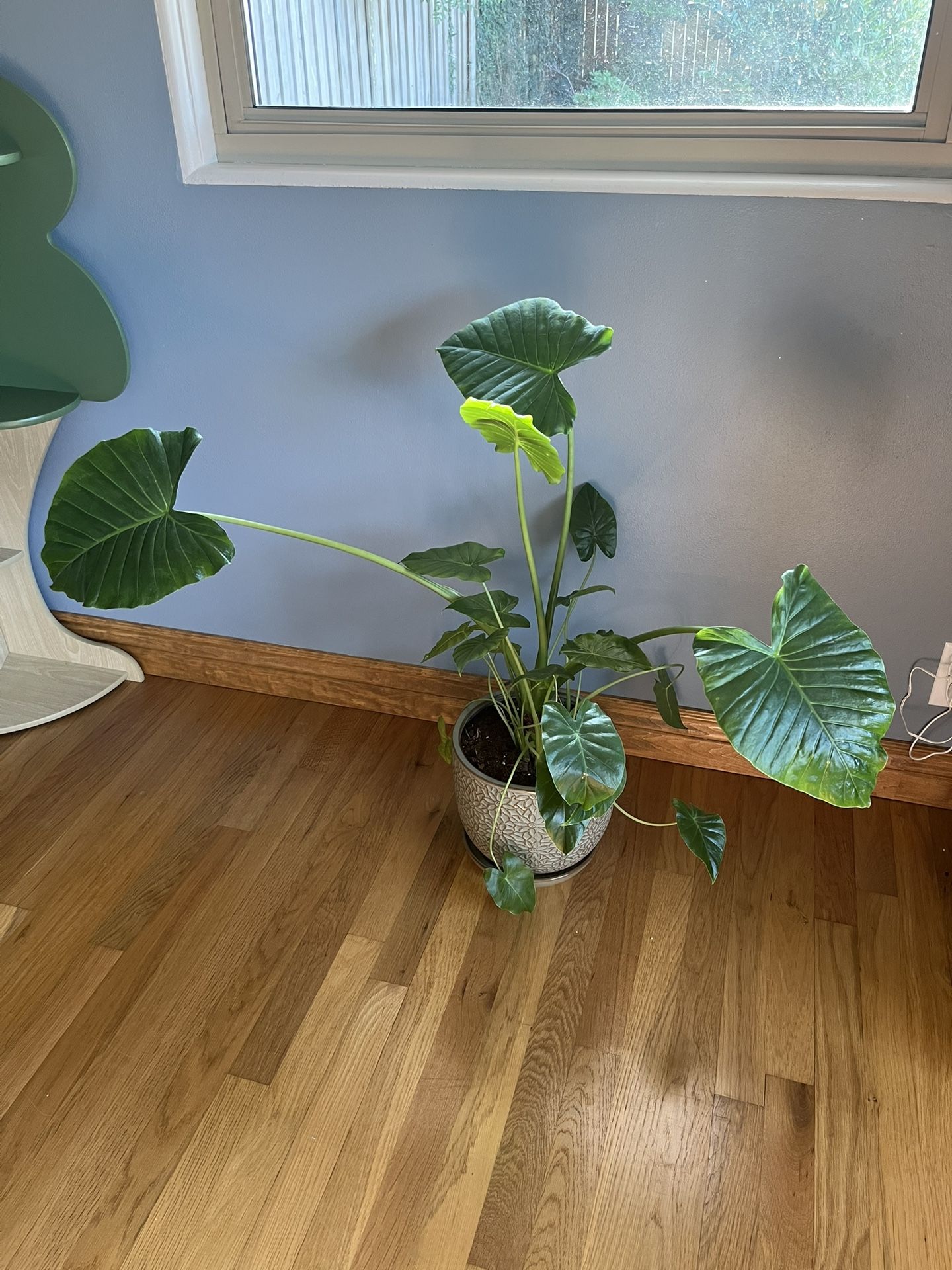 House Plant