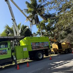 Palm and tree trimming 