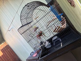 Big Bird cage for sale