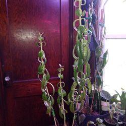 Mother Of Thousands
