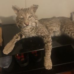 Venta