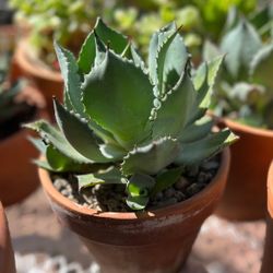 Agave Parrasana Cactus