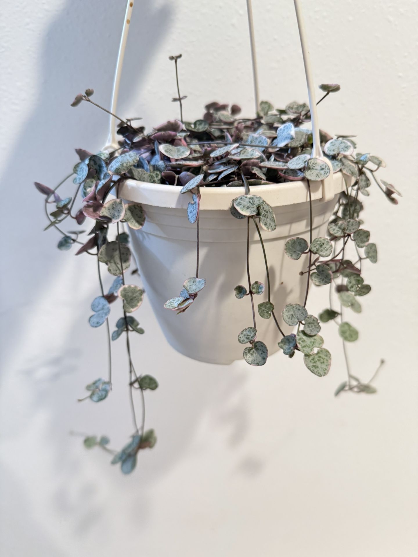 Houseplant Succulent String Of Heart Variegated 