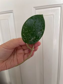 Hoya Parasitica splash plant CUTTING