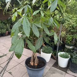 Money Tree Over 4ft
